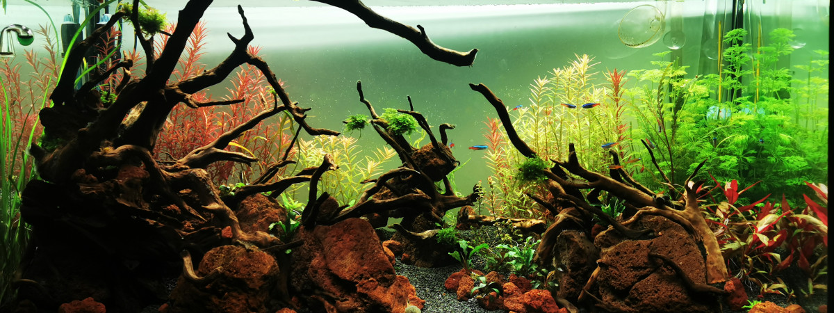 aquarium Planté