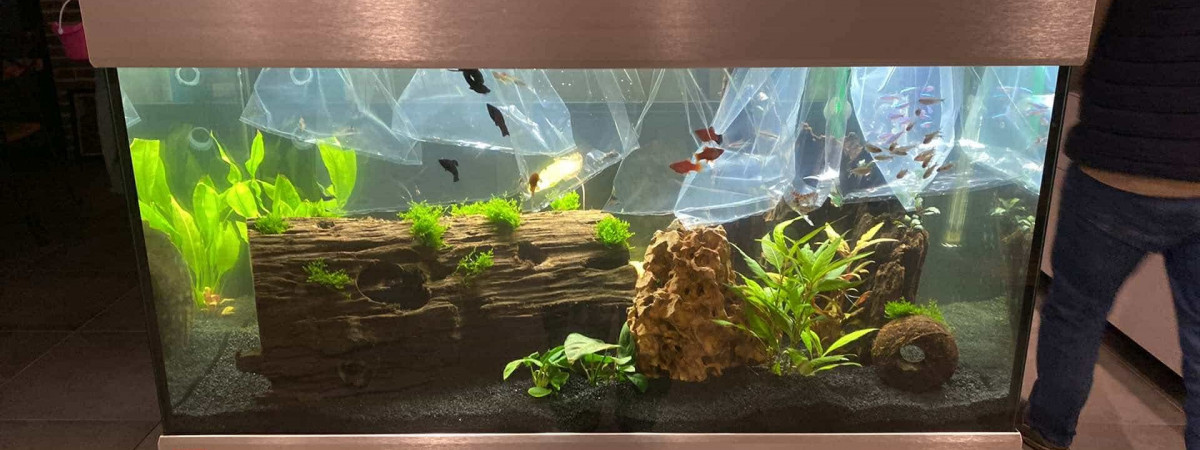 aquarium Aquarium DUDU