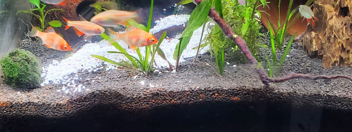 aquarium Africain