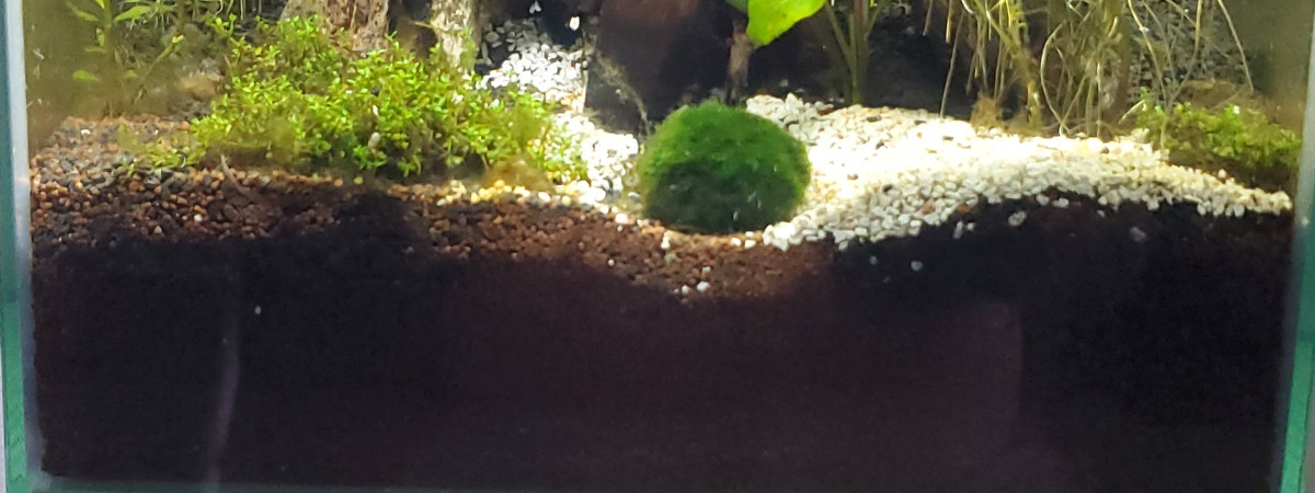 aquarium Crevettes