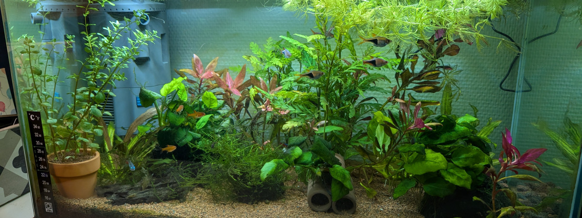 aquarium aqua chaps