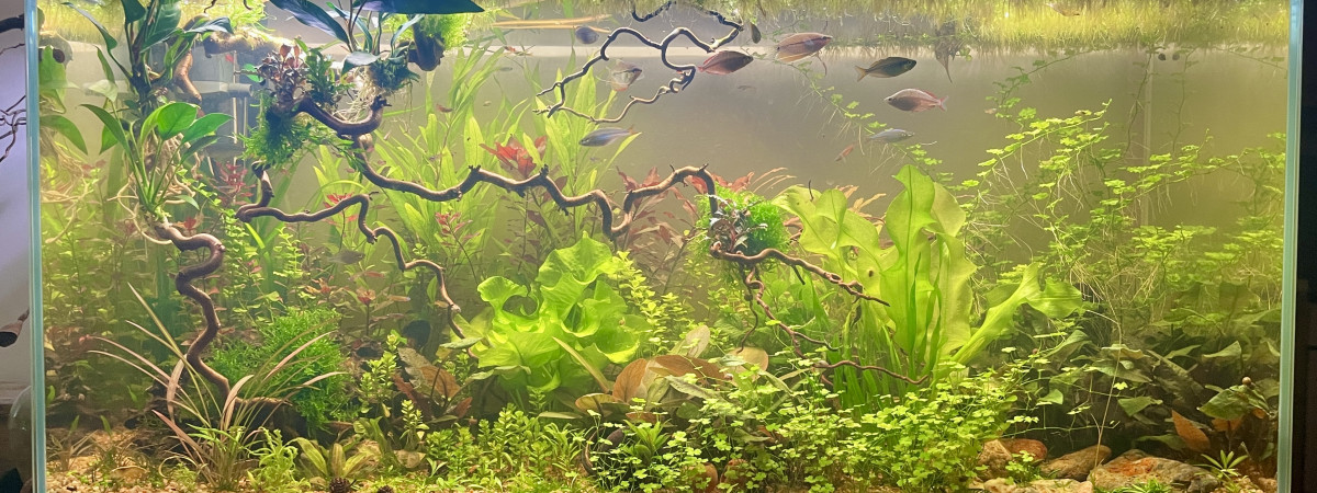 aquarium aquarium 200l