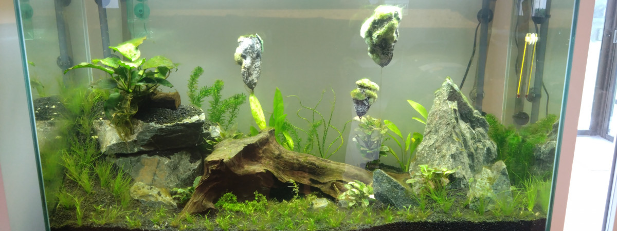 aquarium Treg
