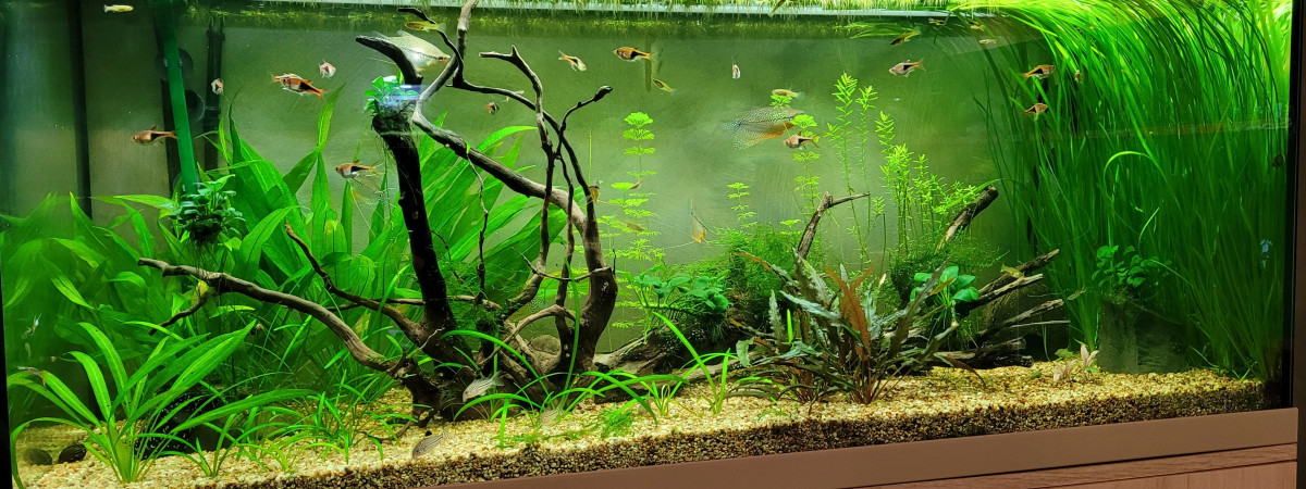 aquarium 200 l