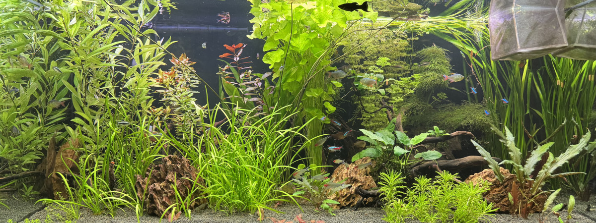 aquarium Principal