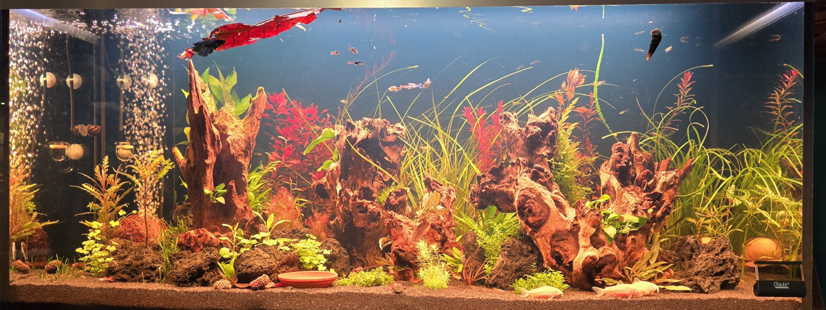 aquarium Guppy endler