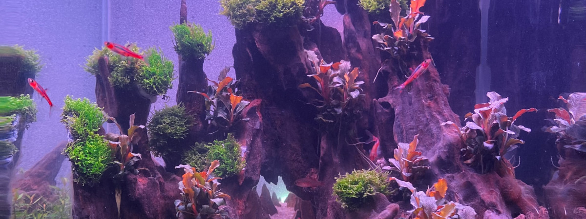 aquarium Interdit