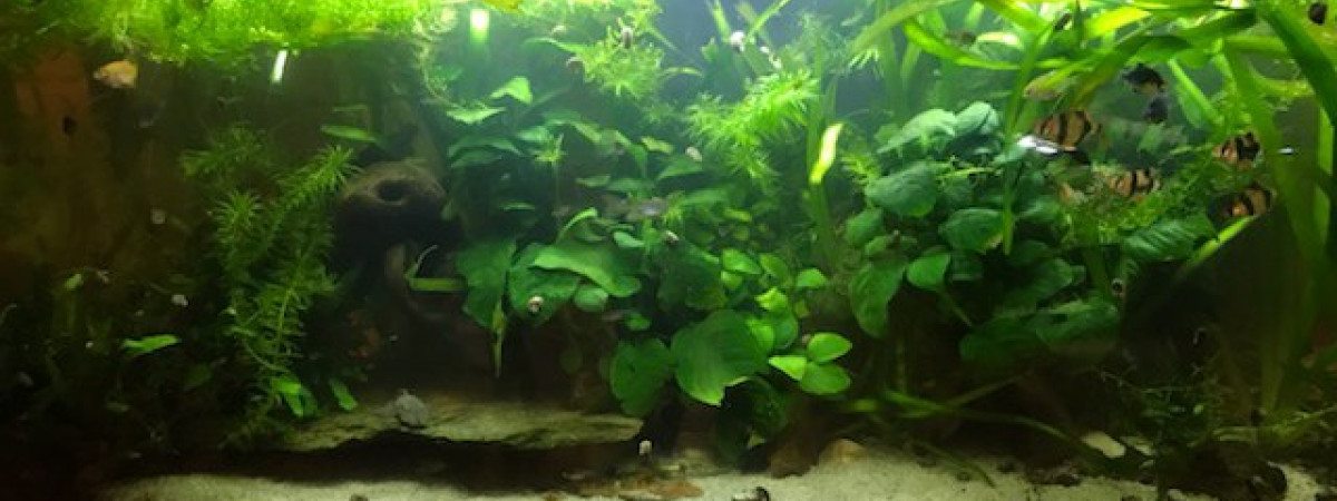 aquarium le 120