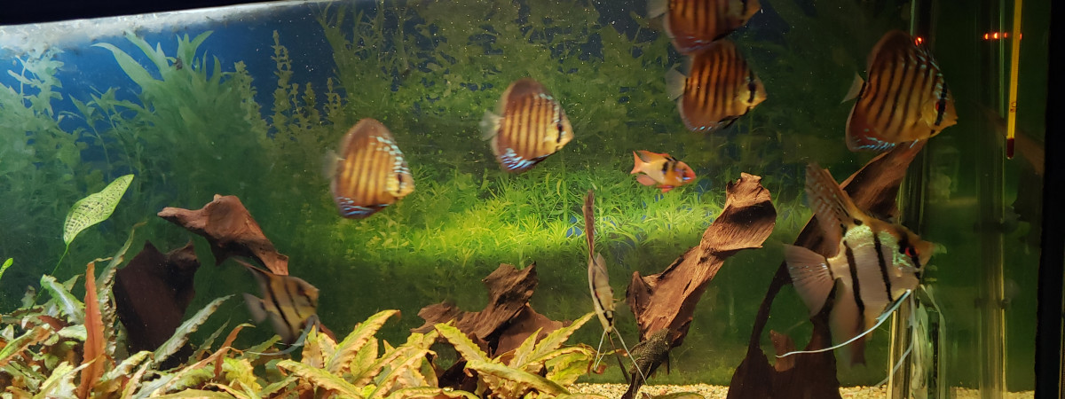 aquarium amazonie