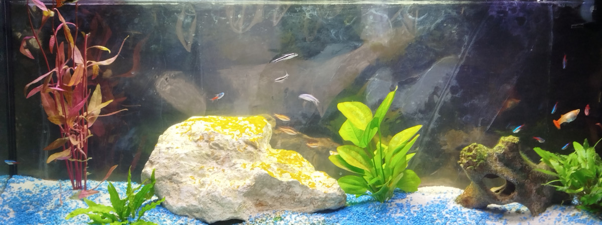 aquarium maison