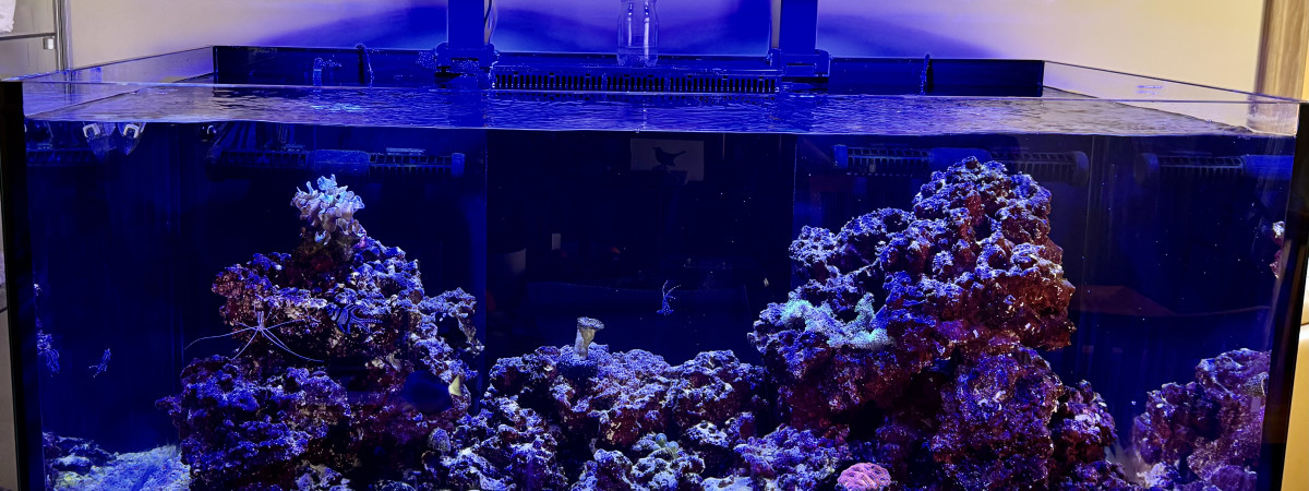 aquarium Récifal