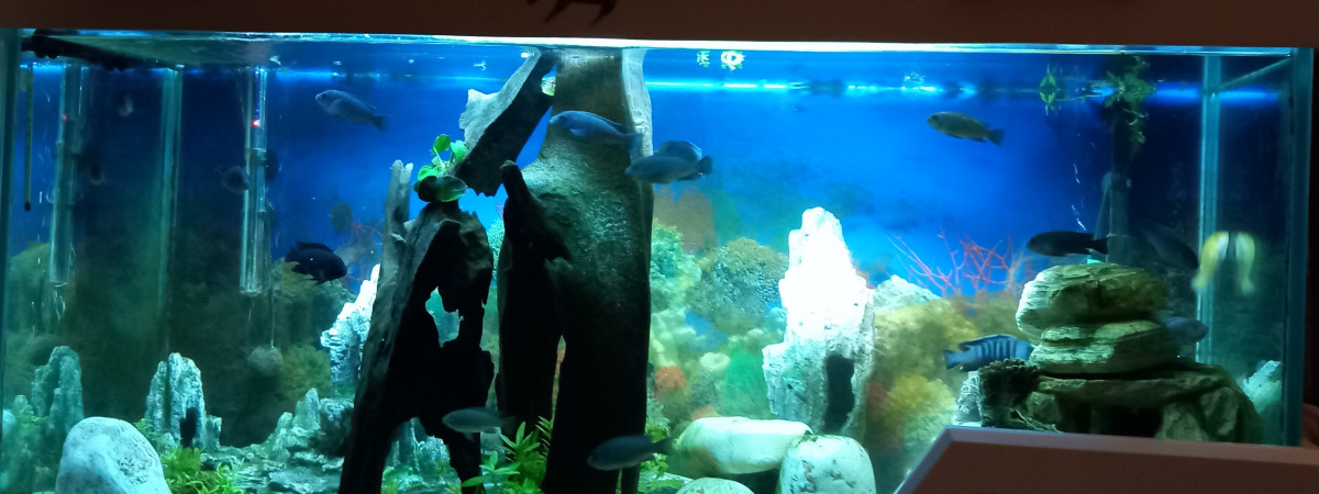 aquarium Cichlidés