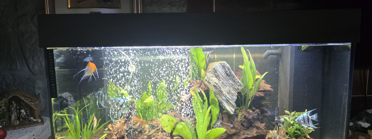 aquarium Scalaire.botia lohachata.Loche clown