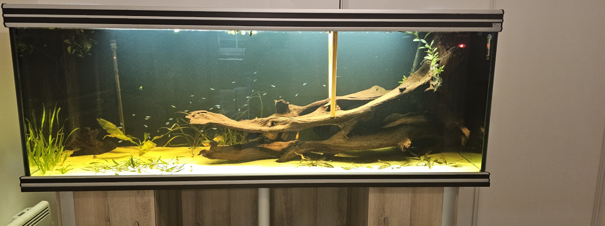 aquarium 840l discus