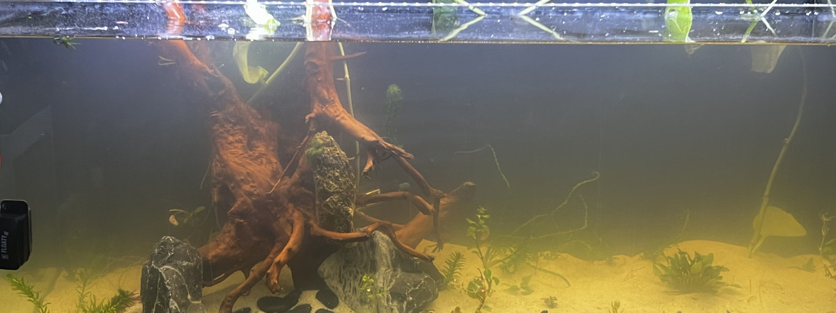 aquarium Grossissement 2