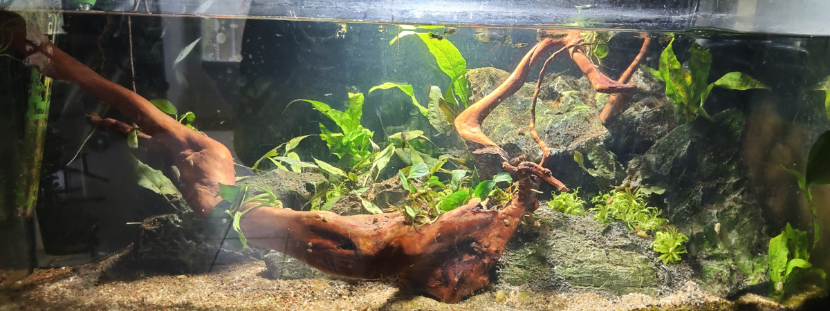 aquarium Aqua1