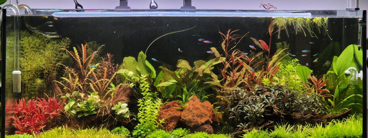 aquarium Amazonien 240