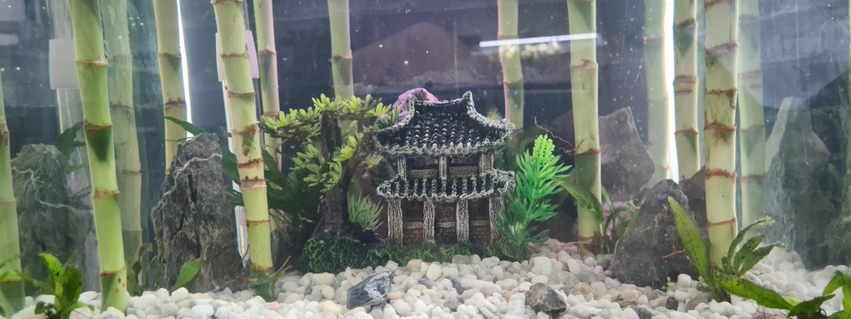 aquarium Temple de la zénitude