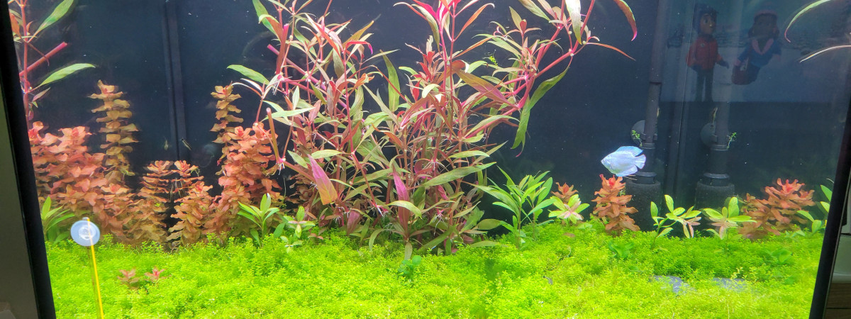 aquarium Juweljo