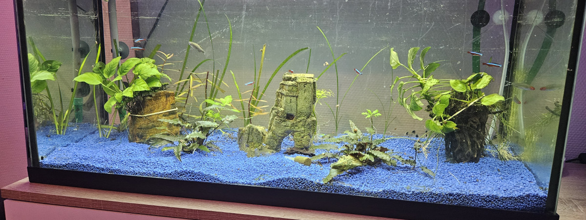 aquarium Aquari
