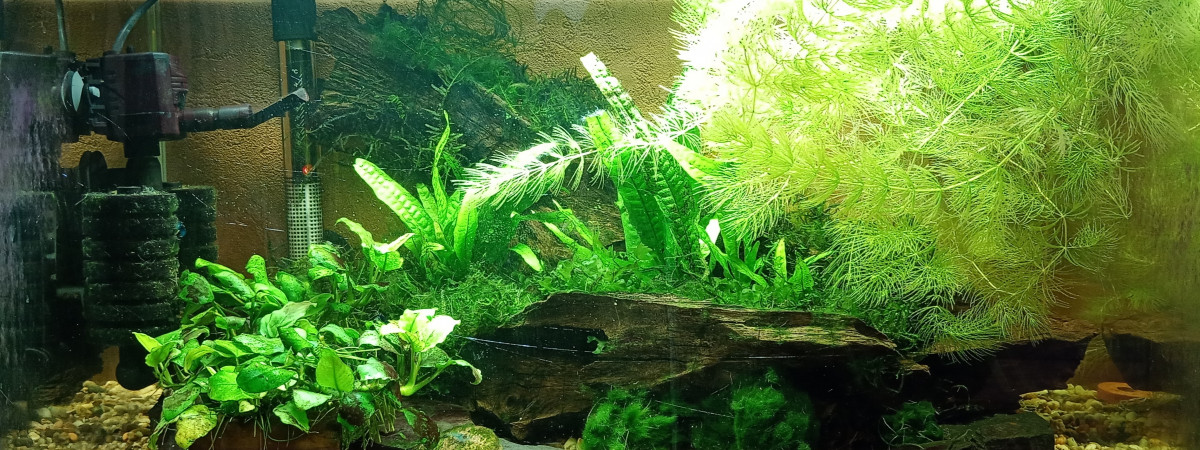 aquarium 50l Crevettes