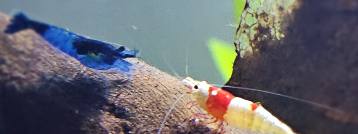 aquarium Crécré Land