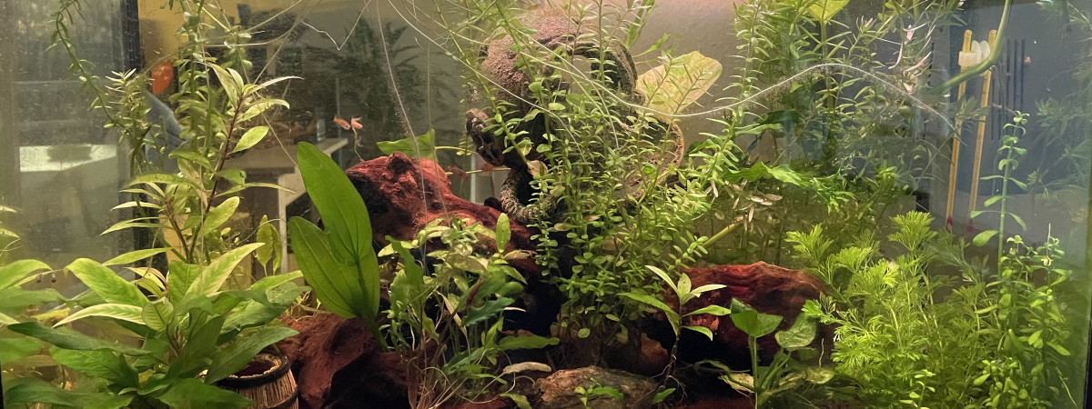 aquarium Des Crevettes à la Galaxy