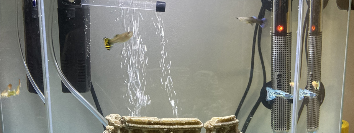 aquarium Aquarium Ro