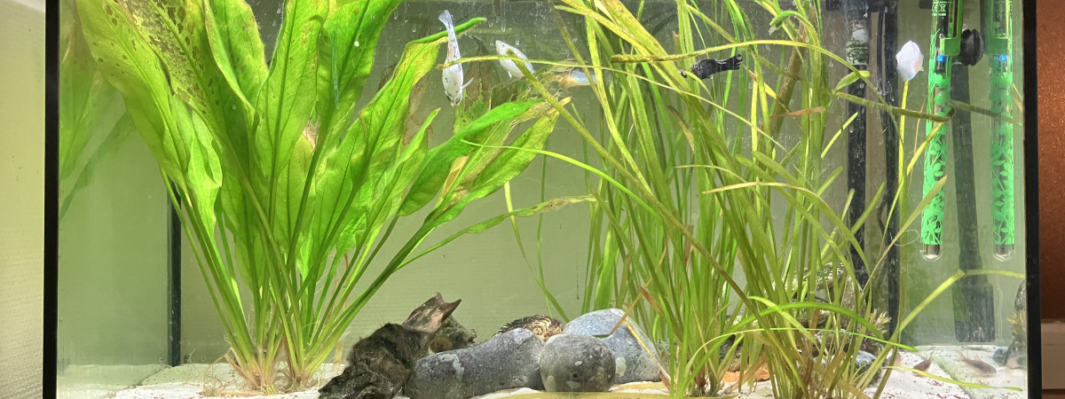aquarium Askoll pure LED 130L