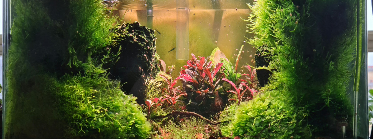 aquarium Lithion