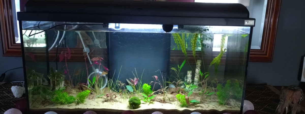 aquarium Fakir