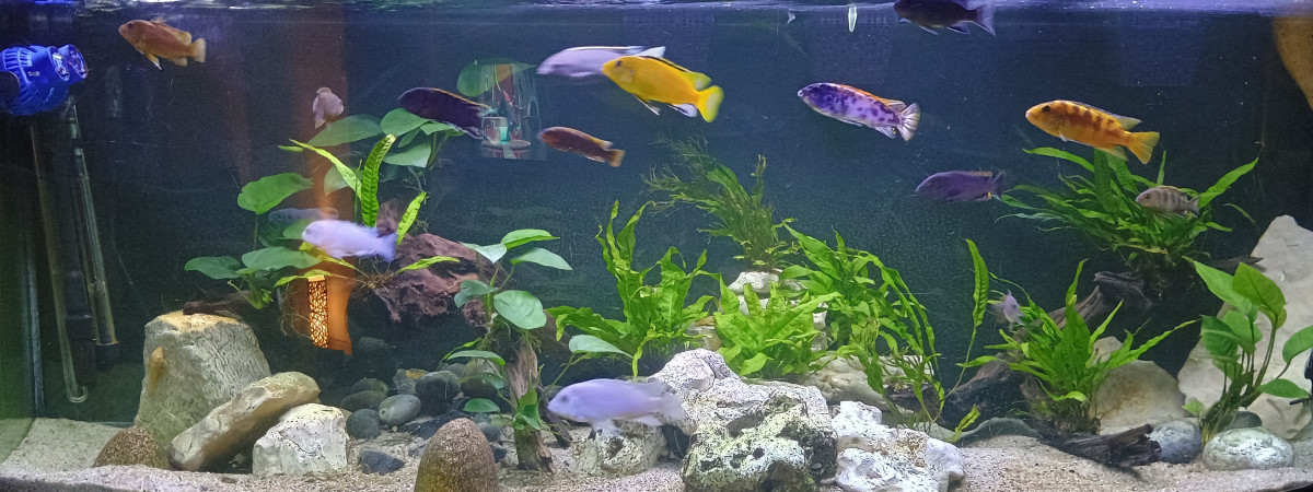aquarium Mbunas