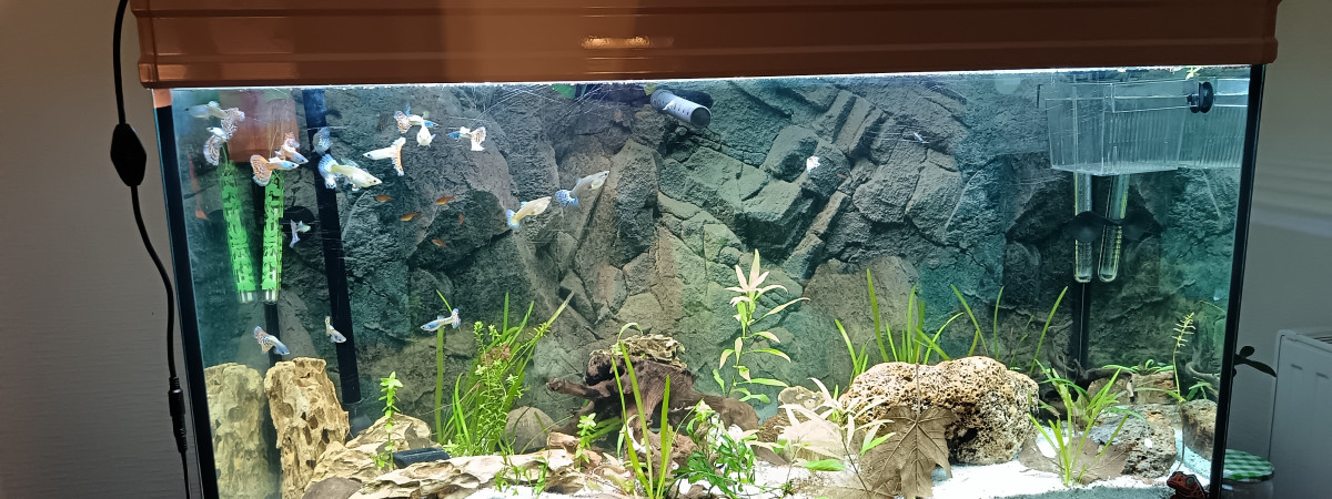 aquarium 240l