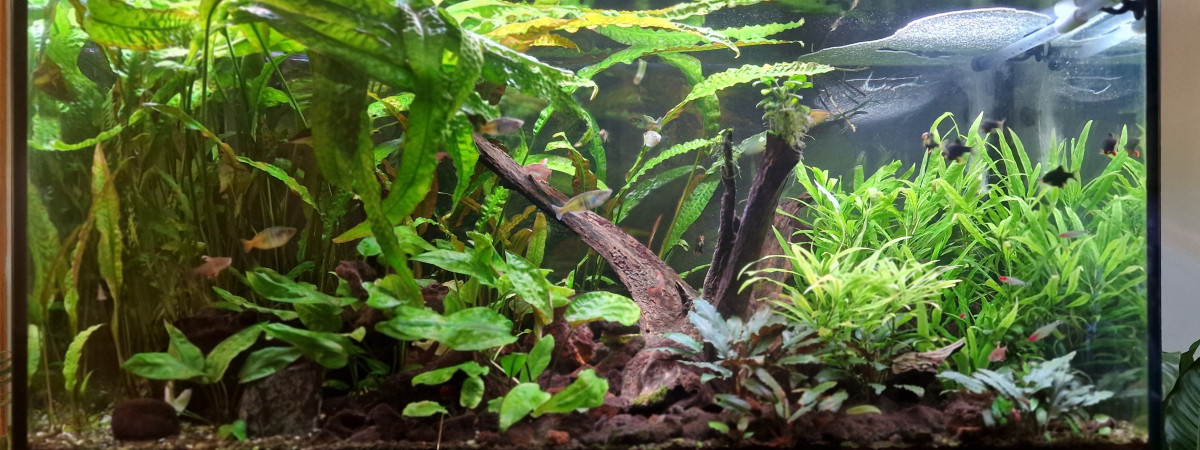 aquarium Amazonien Amérique du sud