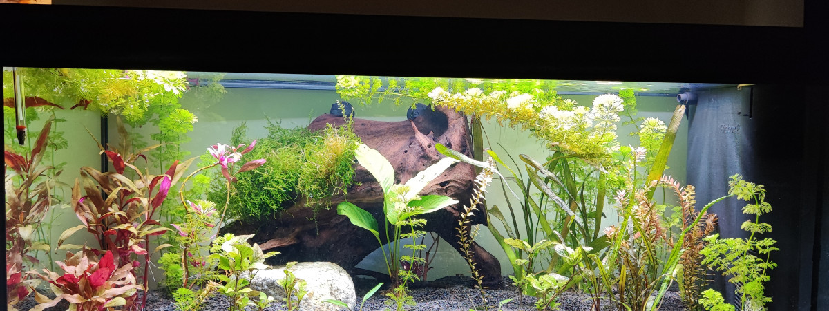 aquarium St Ouen