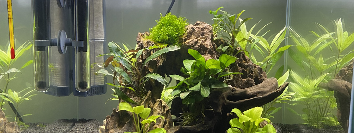 aquarium Damien