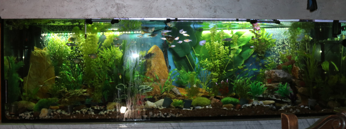 aquarium Bac Asia avec quelques sud-Américains invité