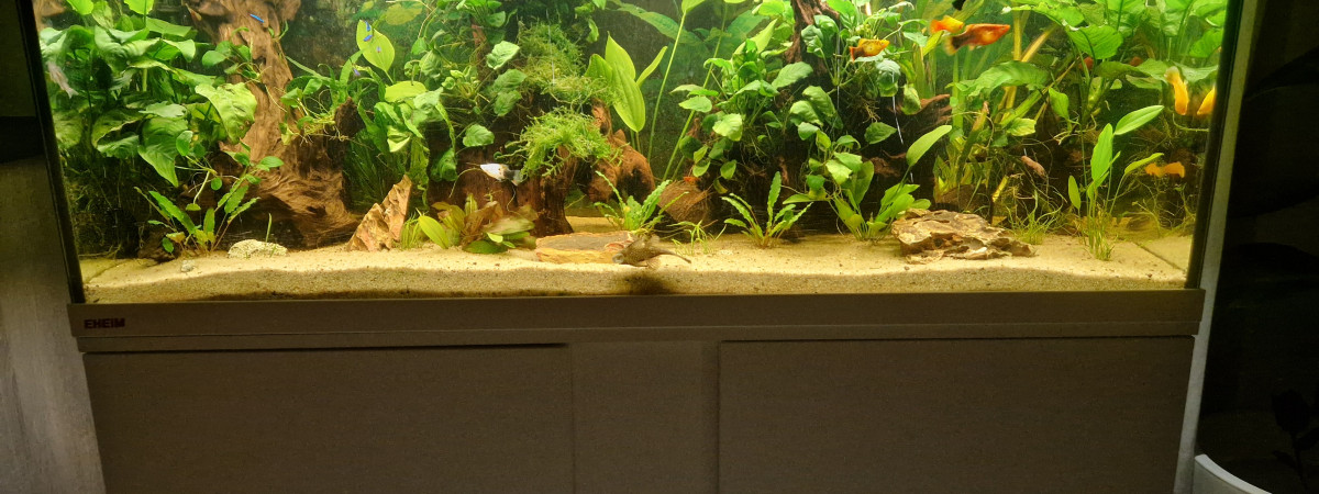 aquarium 240l amazonien