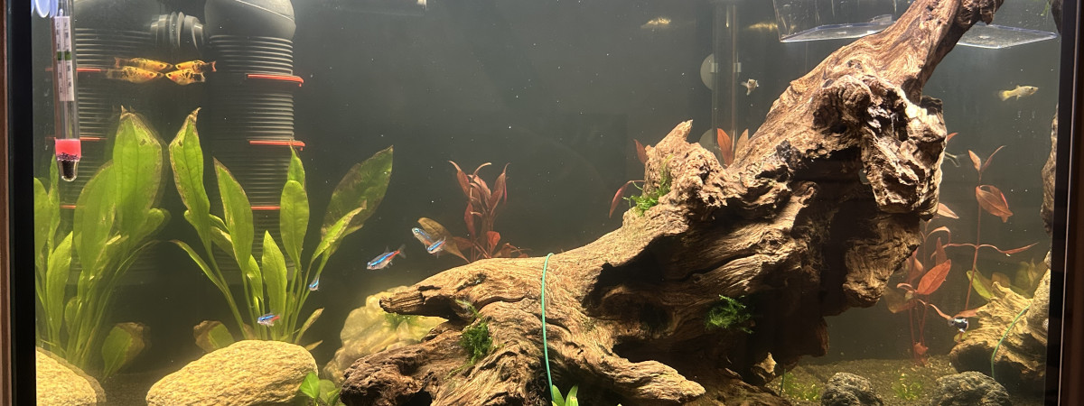 aquarium 150 litres