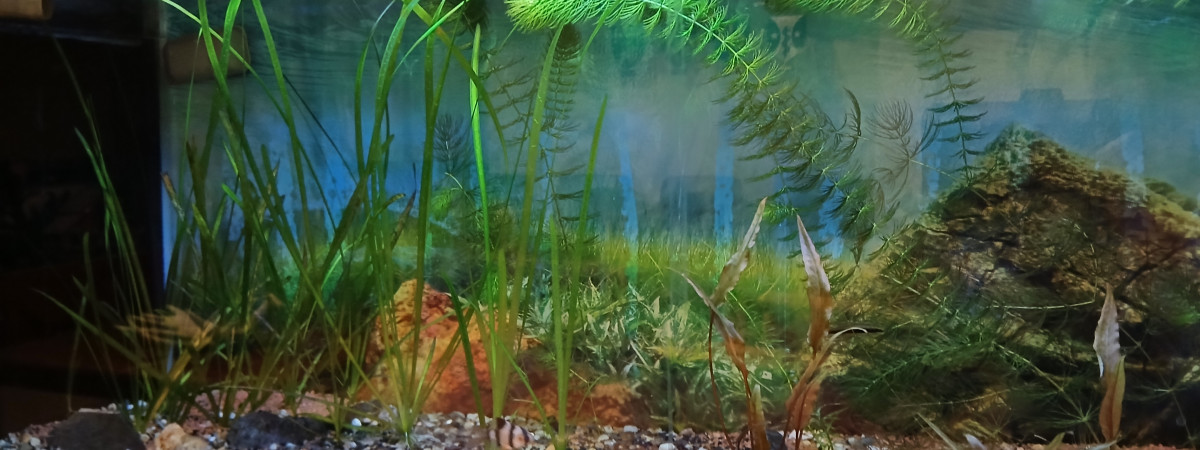 aquarium Troipeo
