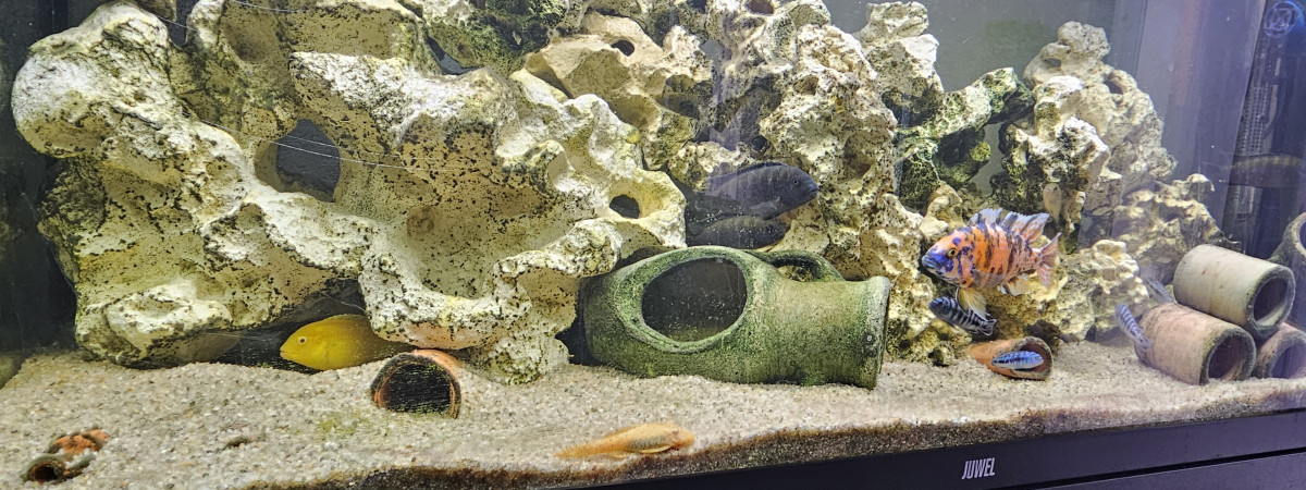 aquarium Aquarium
