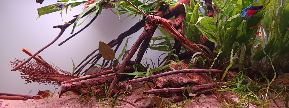aquarium Estran