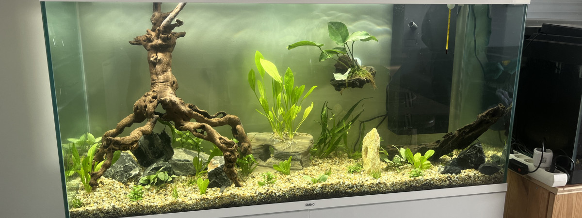 aquarium Aquachinound