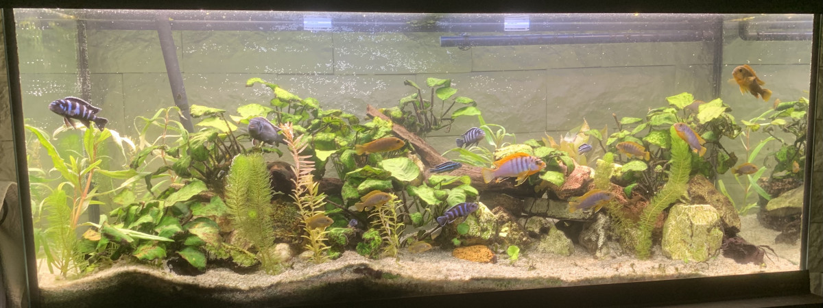 aquarium Malawi