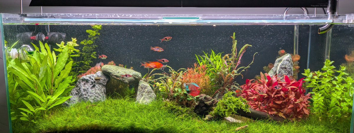 aquarium Prairie