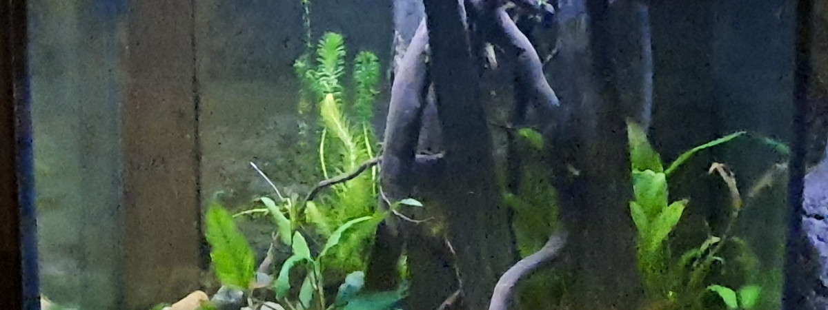 aquarium Amazonie