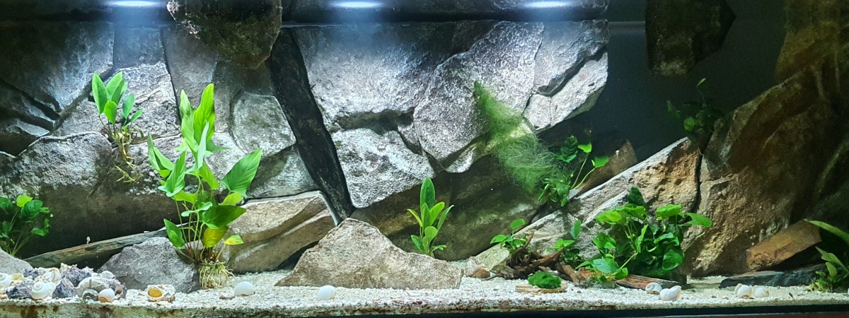 aquarium Tanganyika