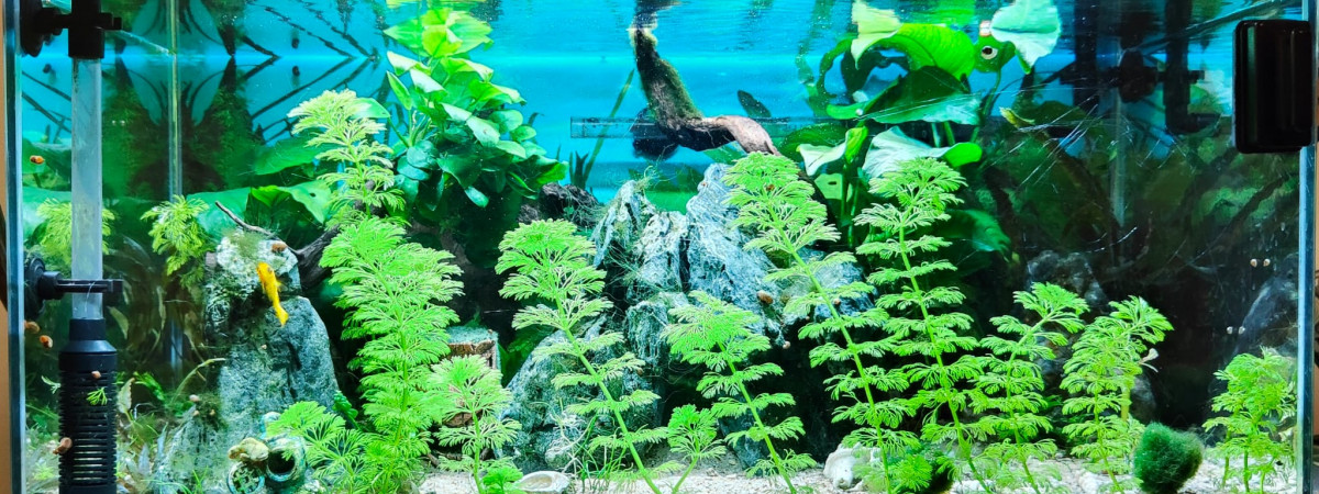 aquarium aquarium planté