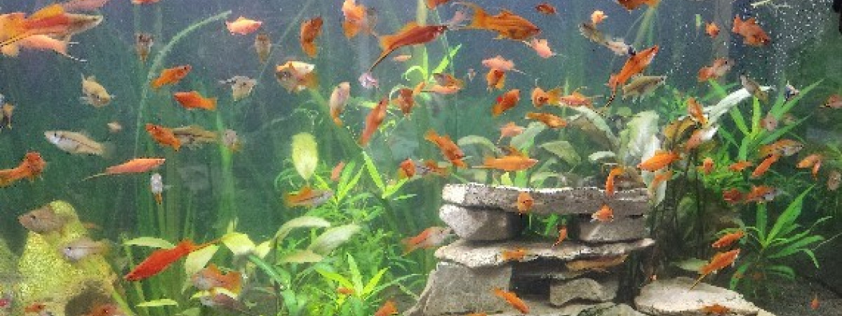 aquarium Jean68