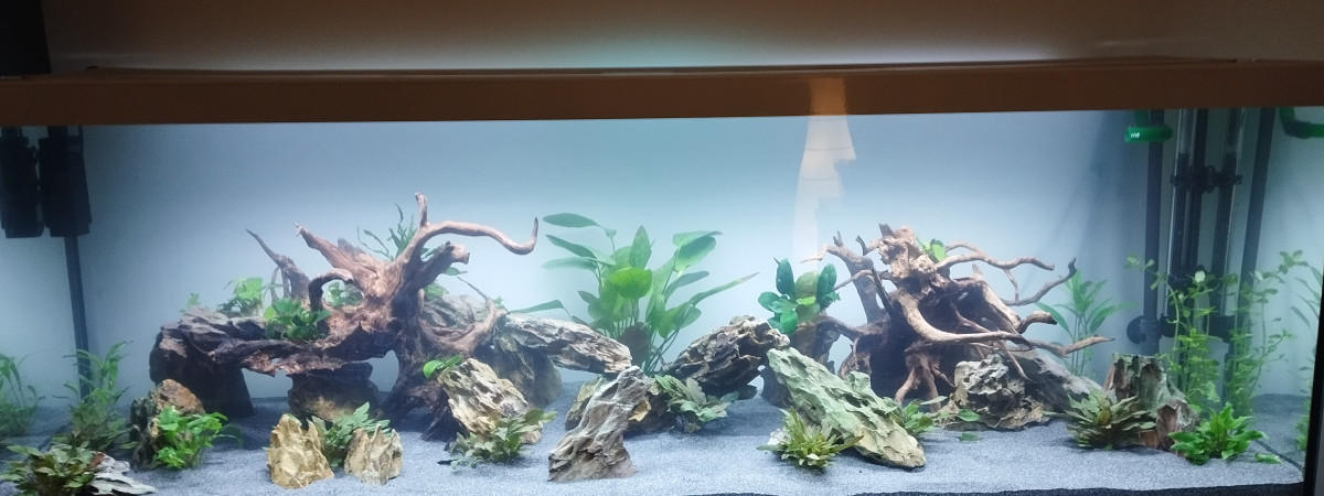 aquarium Amazonien